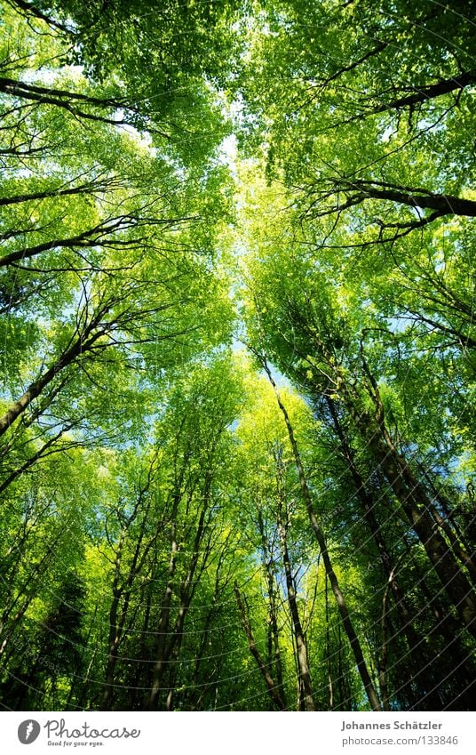 Märchenwald Himmel Wald himmelblau Geometrie Laubbaum Buche Buchenwald Nadelwald Laubwald Waldwiese Paradies Perspektive Waldlichtung ruhig grün Pflanze Baum