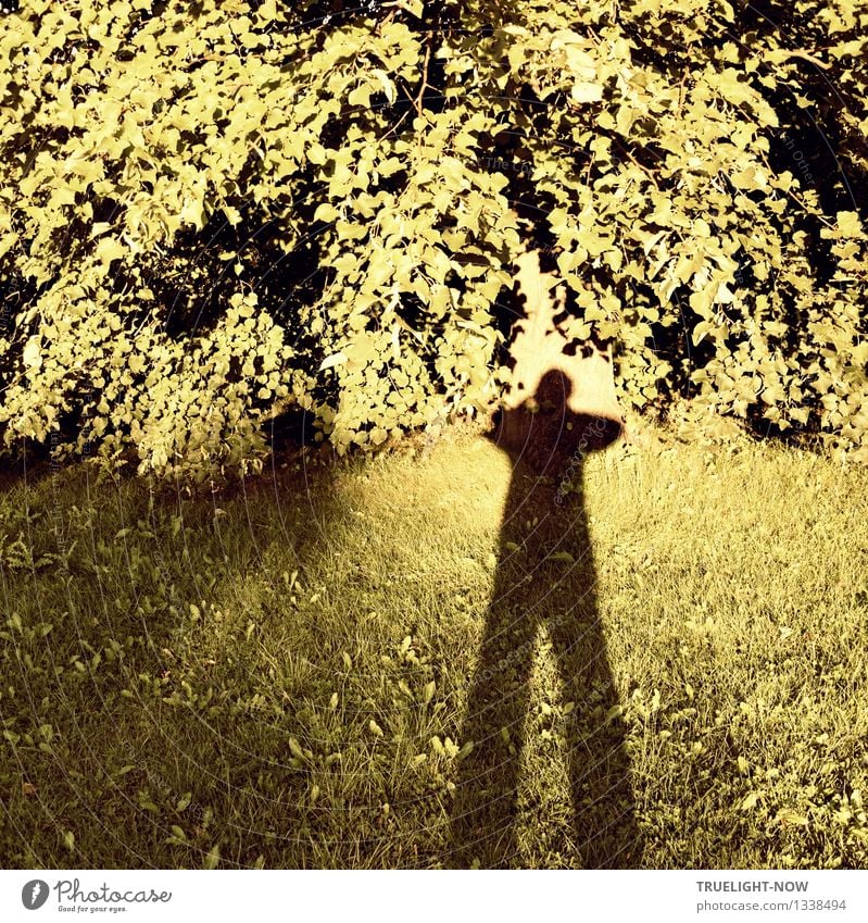 Wenn du einen Riesen siehst... Freude Fotografieren Mensch androgyn Leben 1 Umwelt Natur Pflanze Sommer Schönes Wetter Gras Sträucher Blatt Park Wiese