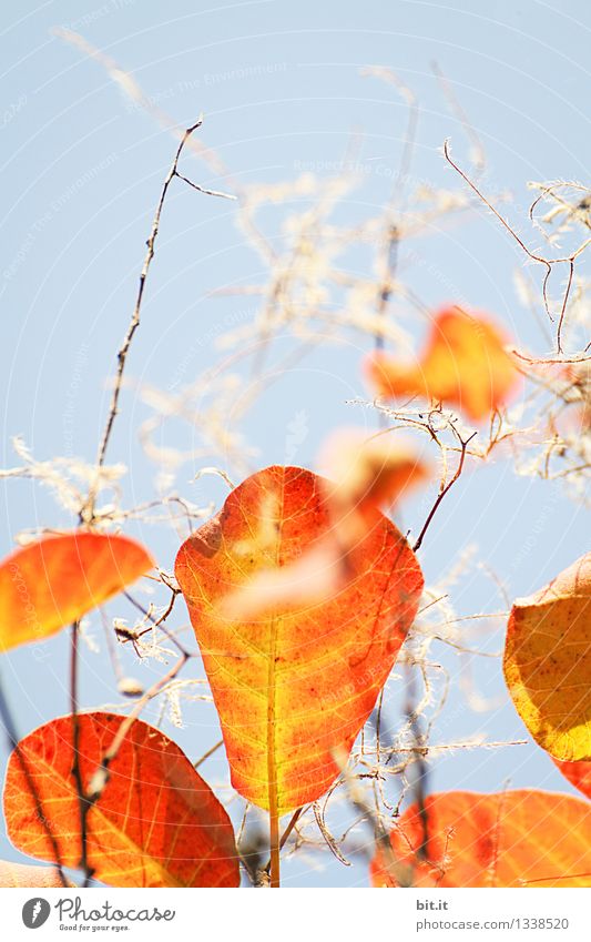 Herbstflusen Ferien & Urlaub & Reisen Gartenarbeit Landwirtschaft Forstwirtschaft Natur Himmel Wolkenloser Himmel Schönes Wetter Pflanze Baum Wald