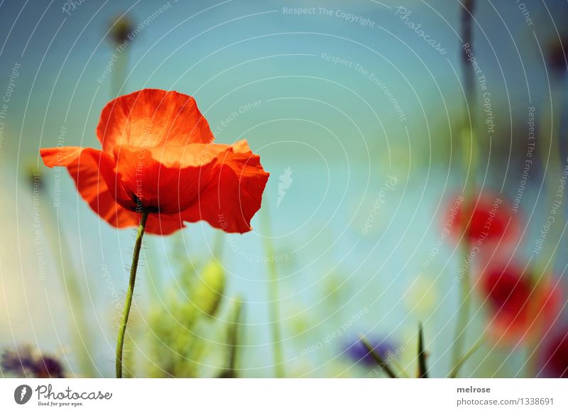 Melancholie Lebensmittel Mohn elegant Stil Natur Pflanze Himmel Wolkenloser Himmel Sommer Schönes Wetter Blume Gras Blatt Blüte Klatschmohn Blütenstauden Feld