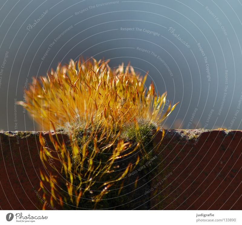 Goldschopf Backstein Mauer gelb Pflanze weich zart glänzend Sporen Sporenkapsel Wachstum gedeihen Farbe gold Himmel Natur Leben