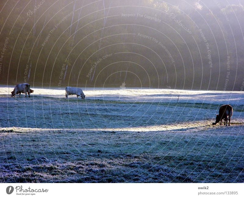 Kalte Küche Winter Schnee Umwelt Natur Landschaft Pflanze Tier Nebel Eis Frost Gras Wiese Nutztier Kuh Rind Rinderhaltung 3 Fressen füttern genießen frisch hell