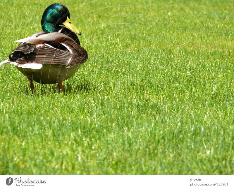 Is noch was...?! Stockente Vogel Wiese Gras Hausente Badeente Daunen Schnabel Erpel watscheln Ente Anatinae Wasservogel Gänsevögel Rasen Wildente Schwimmente