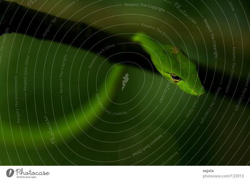 sich hängen lassen Erholung Tier Baum Schlange schlafen dünn grün Halbschlaf biegen Natter Auge Kopf Reptil Gift leicht Rückzug Botanischer Garten Singapore