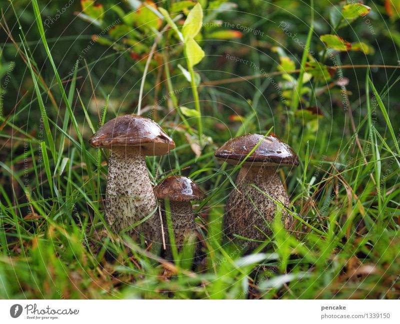 drei kerle wie wir! Natur Urelemente Erde Herbst Gras Sträucher Wiese Zeichen sportlich authentisch Freundlichkeit Zusammensein glänzend schön muskulös stark