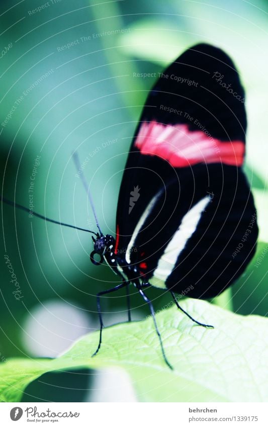 schmetterling Natur Pflanze Tier Baum Sträucher Blatt Garten Park Wiese Wildtier Schmetterling Tiergesicht Flügel Fühler Beine Rüssel Facettenauge 1 beobachten