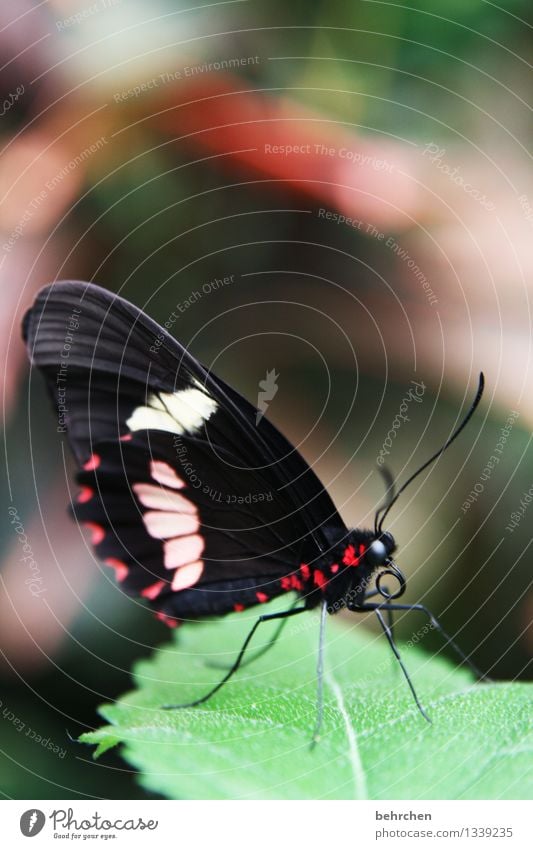 schau mich an! Natur Pflanze Tier Frühling Sommer Schönes Wetter Baum Blatt Garten Park Wiese Wildtier Schmetterling Tiergesicht Flügel 1 beobachten Erholung