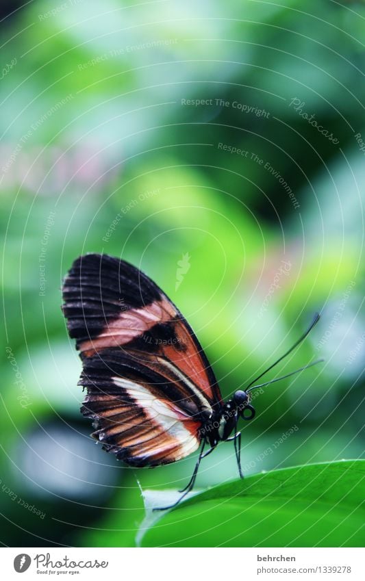 pause Natur Pflanze Tier Frühling Sommer Baum Blatt Garten Park Wiese Wildtier Schmetterling Flügel 1 beobachten Erholung fliegen sitzen warten außergewöhnlich