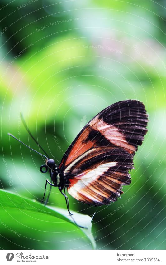 hello, it's me Natur Pflanze Tier Frühling Sommer Schönes Wetter Baum Blatt Garten Park Wiese Wildtier Schmetterling Flügel 1 beobachten Erholung fliegen