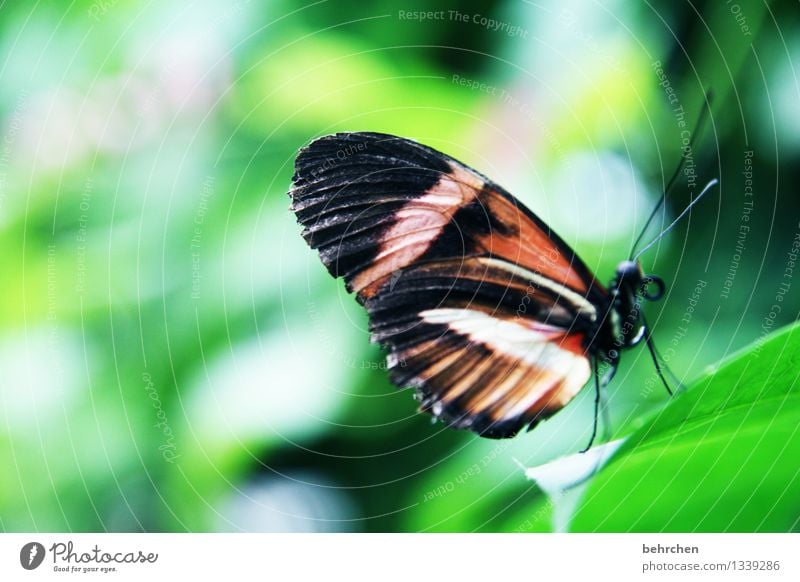 hinauf... Natur Pflanze Tier Sommer Schönes Wetter Baum Sträucher Blatt Garten Park Wiese Wildtier Schmetterling Flügel 1 beobachten Erholung fliegen Fressen