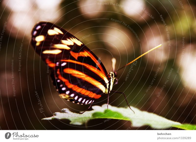 schöne isabella Natur Pflanze Tier Baum Blatt Garten Park Wiese Wildtier Schmetterling Flügel 1 beobachten Erholung fliegen Fressen sitzen außergewöhnlich