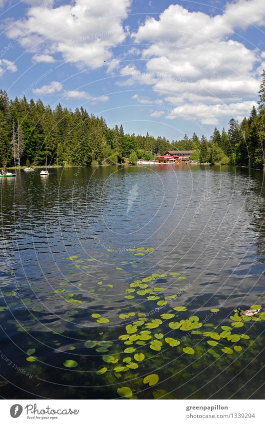 Aber, Arbersee.. wer wird denn gleich? Freizeit & Hobby Ferien & Urlaub & Reisen Tourismus Ausflug Sommer Sommerurlaub Berge u. Gebirge wandern Wassersport