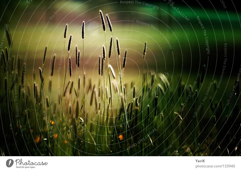 lichtschein Pflanze Wiese Gras Halm Blume Feld Wind Herbst dunkel Abend Nacht Mondschein schwarz Schatten grün braun dunkelgrün unheimlich unheilbringend Sturm