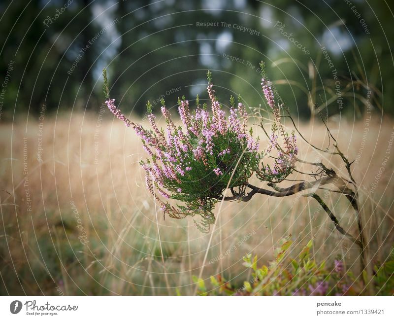 hoch hinaus | bodendeckergrößenwahn Natur Landschaft Herbst Wildpflanze Optimismus Erfolg Willensstärke Mut Leben Heidekrautgewächse Lüneburger Heide Baum