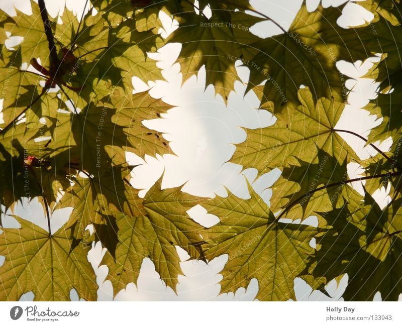 Blätterwald Blatt durchsichtig durchscheinend Baum dunkel Sommer Frühling Raupe Licht. Sonne Himmel hell Niveau voll im Saft Wut