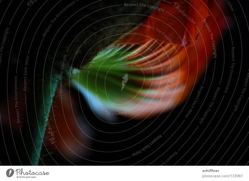 Dark Papaver II Mohn Klatschmohn Pflanze Blume Blüte Blütenblatt zart rot fließen dunkel schwer Rauschmittel schön Ziermohn Blühend Blattstruktur dark Opium