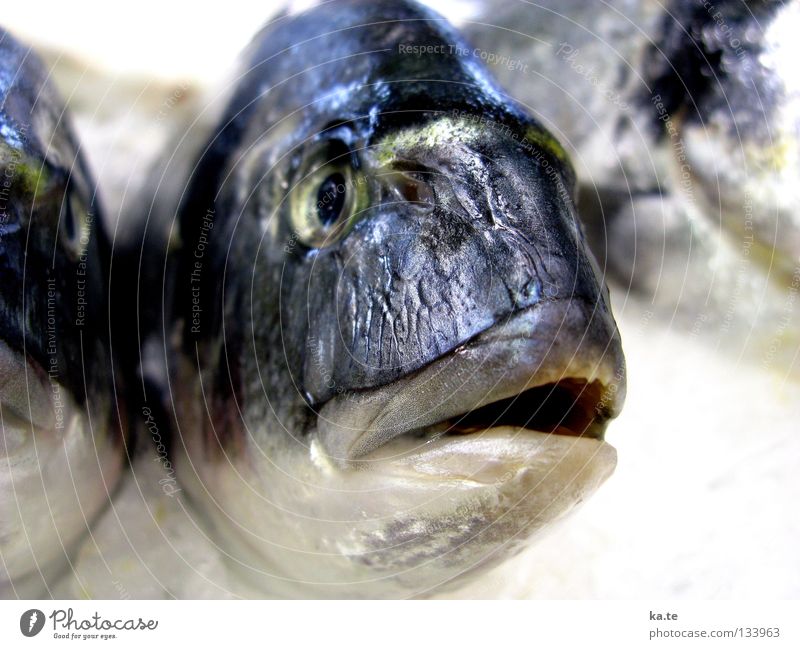 Fischkopp gekühlt gefroren schillernd grau weiß schwarz kalt Glätte glänzend Angeln Angelrute Fischerboot Haken Kieme Tier Meeresfrüchte Fischgräte Gastronomie