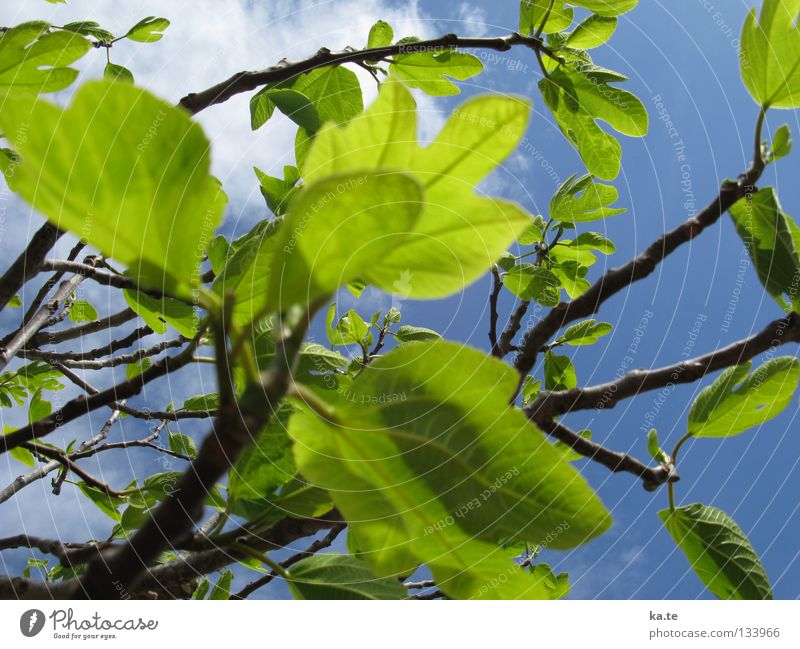 es grünt so grün Baum Blatt frisch Frühling Mallorca Mandelbaum Mandelblüte sprießen Außenaufnahme Wachstum Atem atmen Reifezeit Wolken Frühlingsgefühle