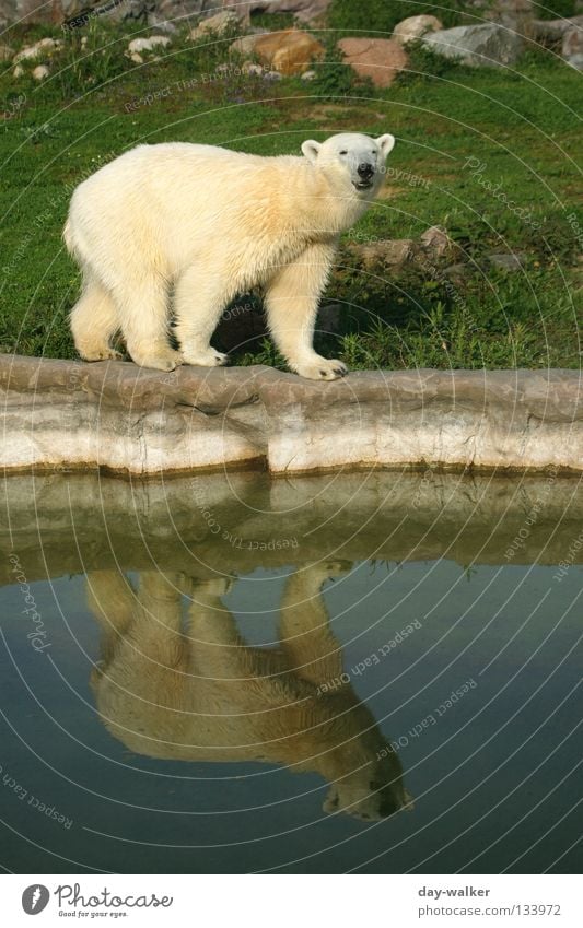 Der schmale Grat Tier Eisbär Zoo Arktis Nordpol Landraubtier Gehege Reflexion & Spiegelung gefangen Gleichgewicht Fell Beckenrand Wildnis Flocke Säugetier