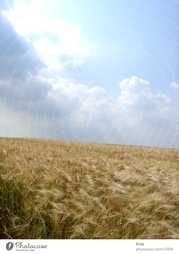 täglich-brot Sommer Feld Korn Himmel