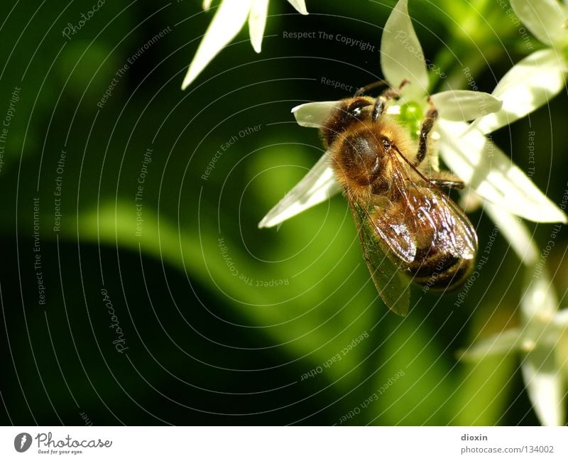 Making of Bärlauchhonig Biene Honig Blüte Pollen Staubfäden Sammlung Frühling Insekt Imkerei Maja Bienenstock Sommer Nektar fliegen Blühend