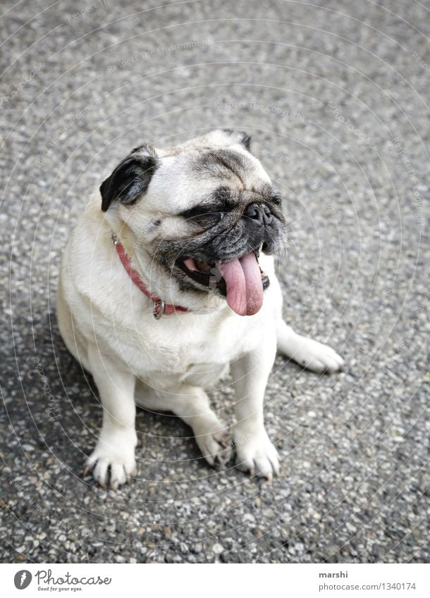 Mops Tier Haustier Hund Fell 1 Stimmung Zunge atmen Pause Hundeschnauze Hundekopf sitzen Straße Farbfoto Außenaufnahme Detailaufnahme Tag