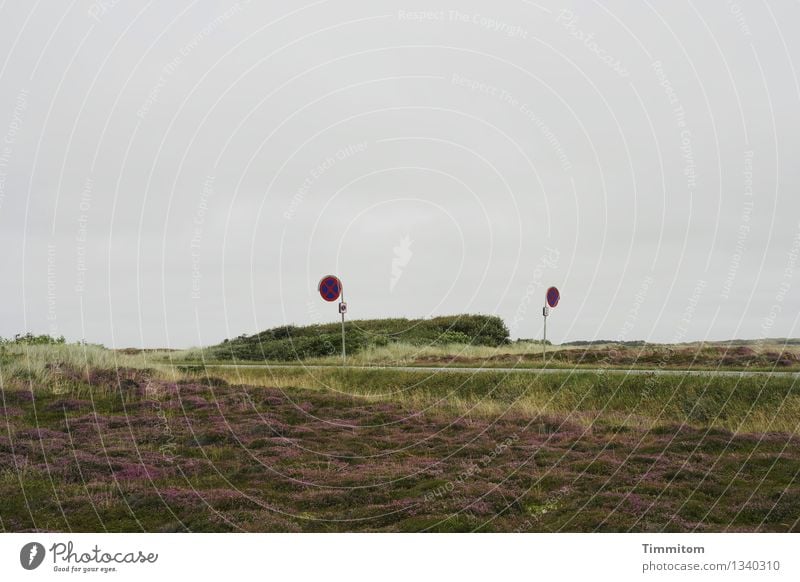 Halteverbot. Ferien & Urlaub & Reisen Sommer Natur Pflanze Himmel Schönes Wetter Baum Dänemark Straße Verkehrszeichen blau grün violett Farbfoto Außenaufnahme