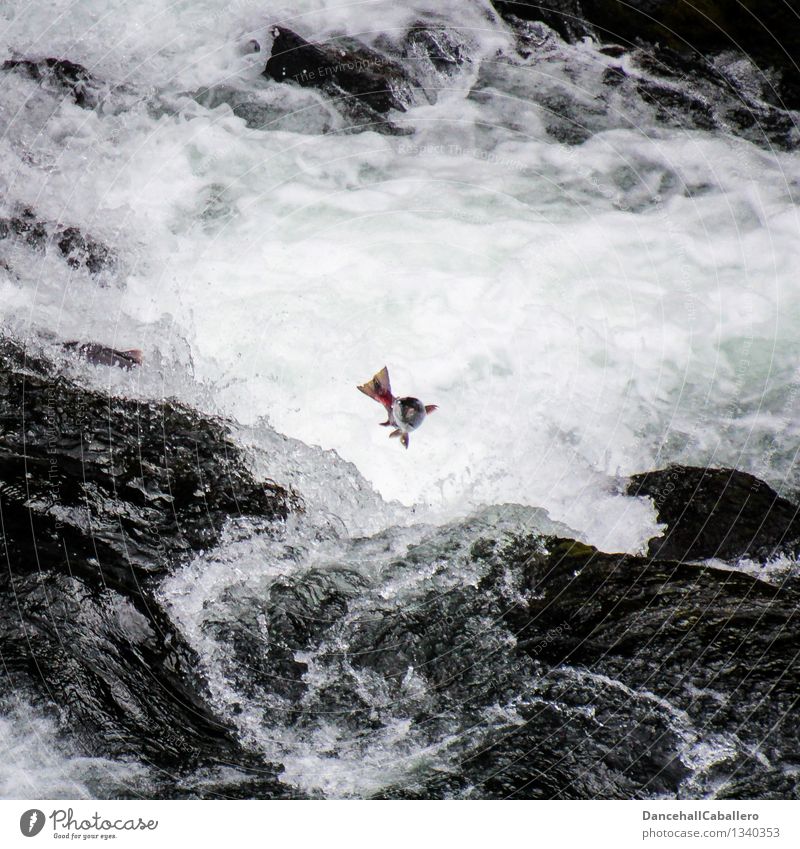 Heimkommen l Die letzte Reise Angeln Ferien & Urlaub & Reisen Ausflug Tier Bach Fluss Wasserfall Stromschnellen Fisch Schuppen Lachs springen stark Tapferkeit