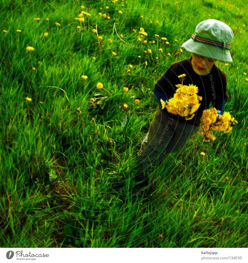 muttertag Kind Gras Wiese Blume Löwenzahn Mann Mensch Vatertag Spielen Wachstum gehen fallen Sommer Frühling springen Kleinkind Luft Leben Lifestyle