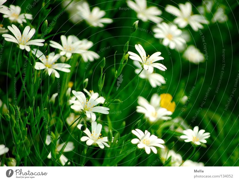 Waldromantik Blume Blüte Frühling Blühend Wachstum gedeihen weiß grün schön Romantik bllühen übersät Schatten Schönes Wetter Große Sternmiere