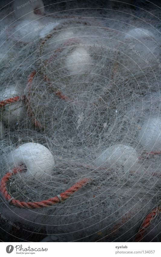 Versponnene Frühstückseier Spinne Gitter Boje Nylon Fischereiwirtschaft Fischernetz Angeln Arbeit & Erwerbstätigkeit Meer See Meeresfrüchte Ernährung weiß