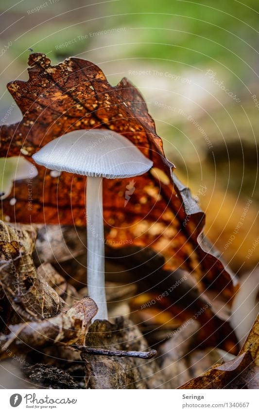 Dekoschirm Umwelt Natur Landschaft Pflanze Tier Sommer Herbst Moos Garten Park Wiese Wald stehen Wachstum Pilz Pilzhut Pilzkopf Farbfoto mehrfarbig