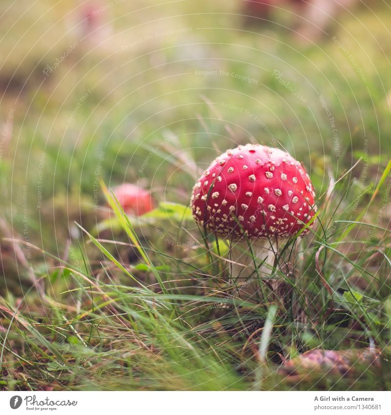 hübsches, giftiges kleines Ding Umwelt Natur Pflanze Herbst rund rot Fliegenpilz gepunktet Gift Wald Pilz mehrfarbig Außenaufnahme Nahaufnahme Detailaufnahme