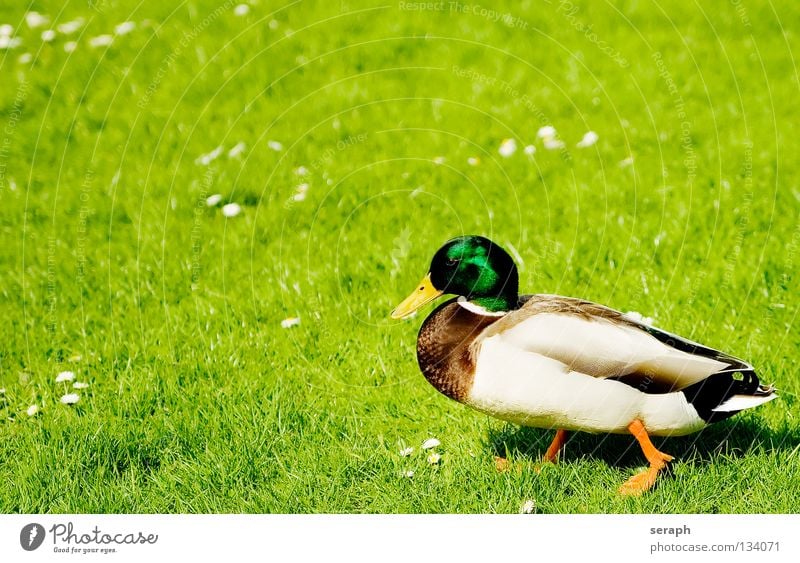 Erpel Entenvögel Erholung Pause ausruhend Vogel Quaken Schnabel Feder Stockente Tier Natur maskulin Wildtier Wiese Weide Wachsamkeit Blick Blumenwiese Gras