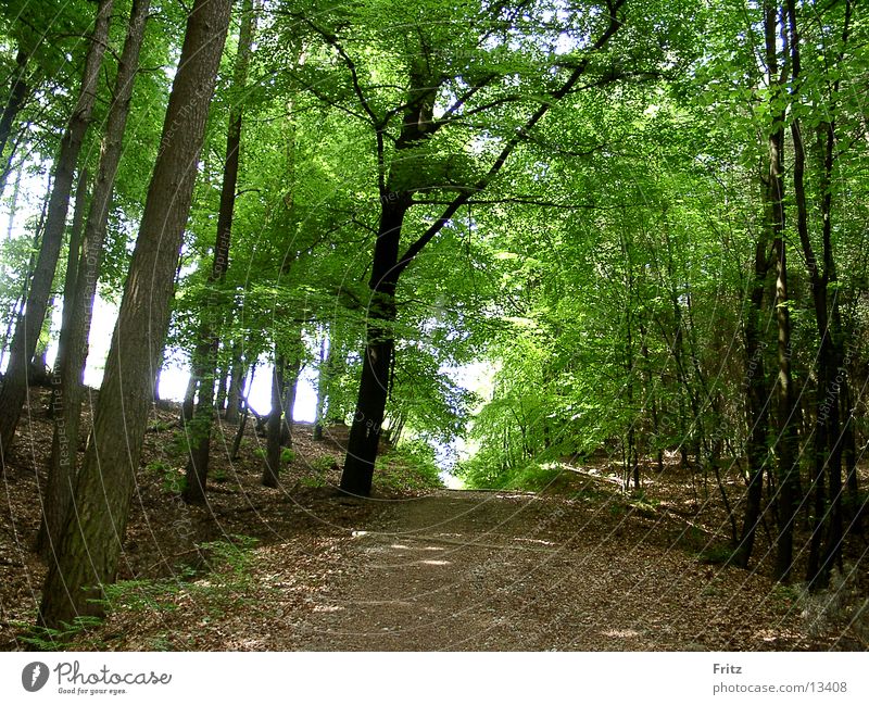 waldweg Wald Blatt Sonne Wege & Pfade