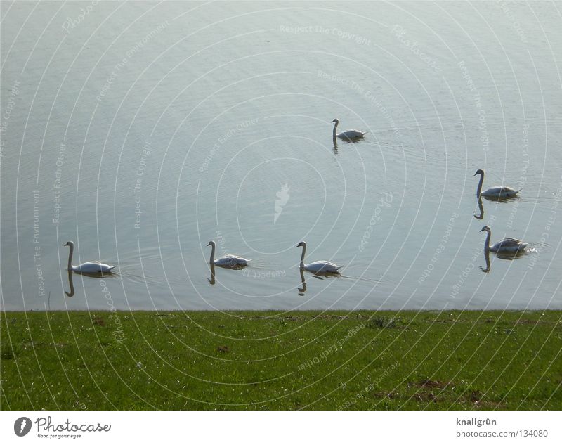 Gen Westen... Schwan Richtung Wiese grün weiß Vogel Federvieh Sonntagmorgen Frühling Wasser Rhein Rasen Küste blau Fluss 6 Stück Im Wasser treiben