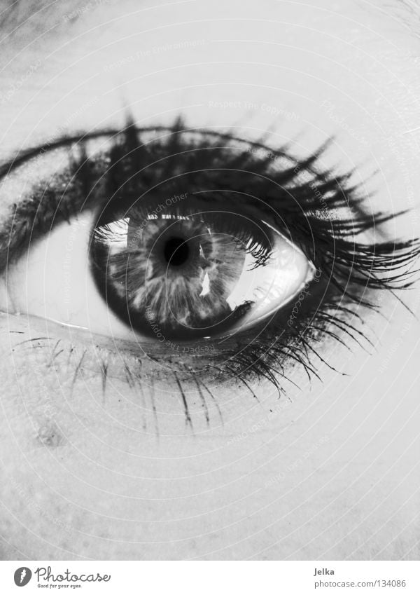 augen auf. Gesicht Schminke Wimperntusche Mensch Frau Erwachsene Auge grau geschminkt gray black white b/w face faces eye eyes lash lashes wimpernaufschlag