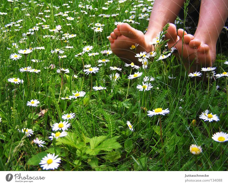 Und es war Sommer Zehen Wade Schienbein Barfuß Gesundheit Gänseblümchen Wiese Blumenwiese Gras Kinderfuß Guten Morgen Fröhlichkeit Frühling Blüte grün weiß