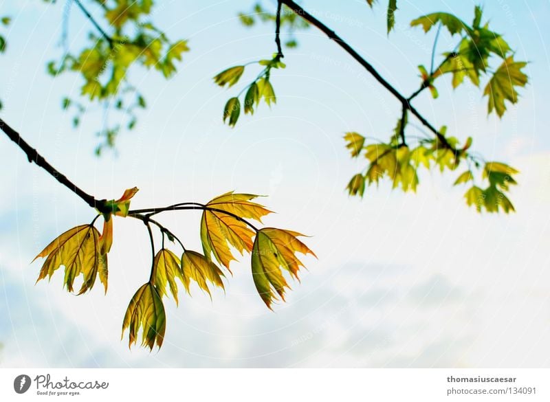 Frühlingserwachen Baum Blatt grün gelb Physik frisch Kraft Sommer sprießen Wachstum Erholung ruhig Gelassenheit Zufriedenheit Wärme Sonne Erfinden Natur