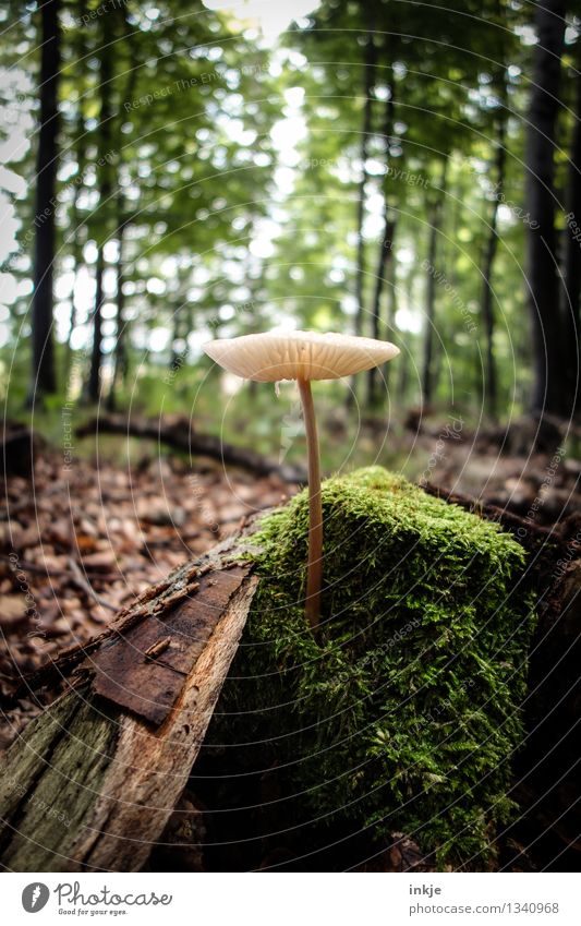 herausgeputzt Umwelt Natur Pflanze Sommer Herbst Schönes Wetter Moos Baum Waldboden Pilz Lamelle stehen Wachstum frisch natürlich grün Farbfoto Außenaufnahme