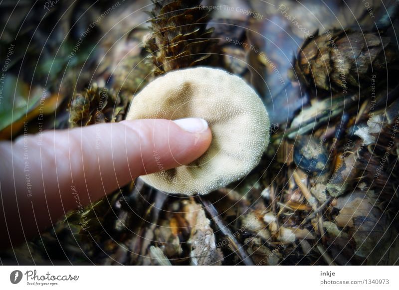 pffffffff.... Finger 1 Mensch Natur Waldboden Blatt Bovisten berühren Ekel braun Neugier Interesse Sinnesorgane drücken Farbfoto Außenaufnahme Nahaufnahme