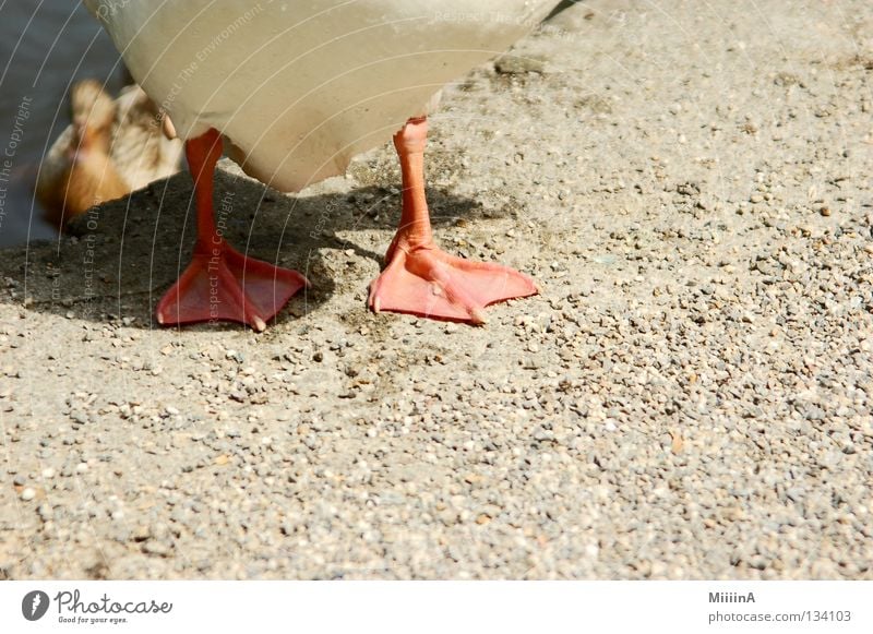 ente Tier Gans Kieselsteine Detailaufnahme entenfuß enfentfüße sandboden duck Fuß