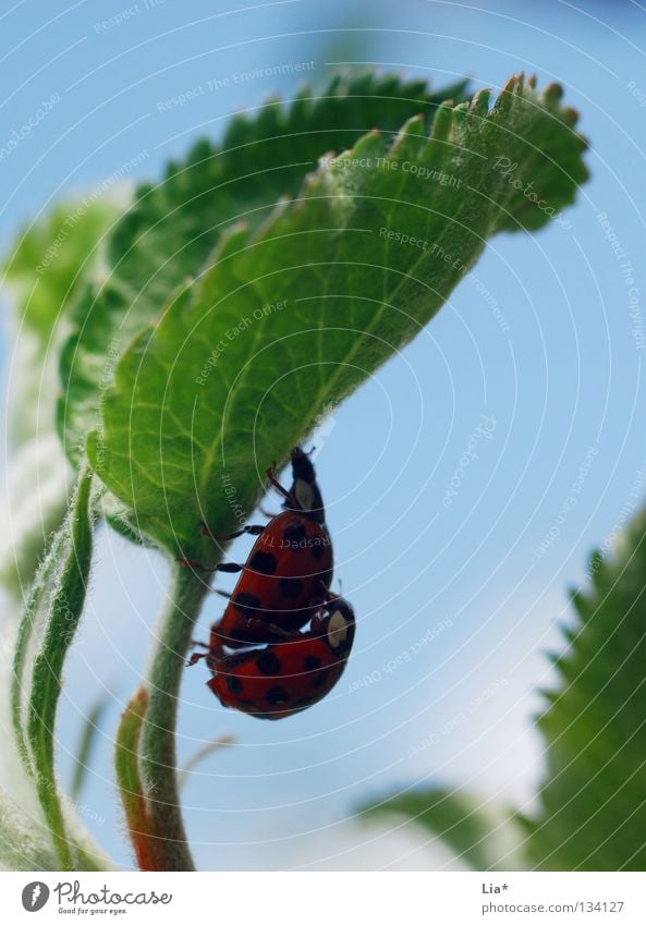 beetle love Marienkäfer Insekt grün Biologie klein krabbeln Blatt 2 Käfer fortplanzung Makroaufnahme Nahaufnahme fliegen blau verstecken Schatten paarweise