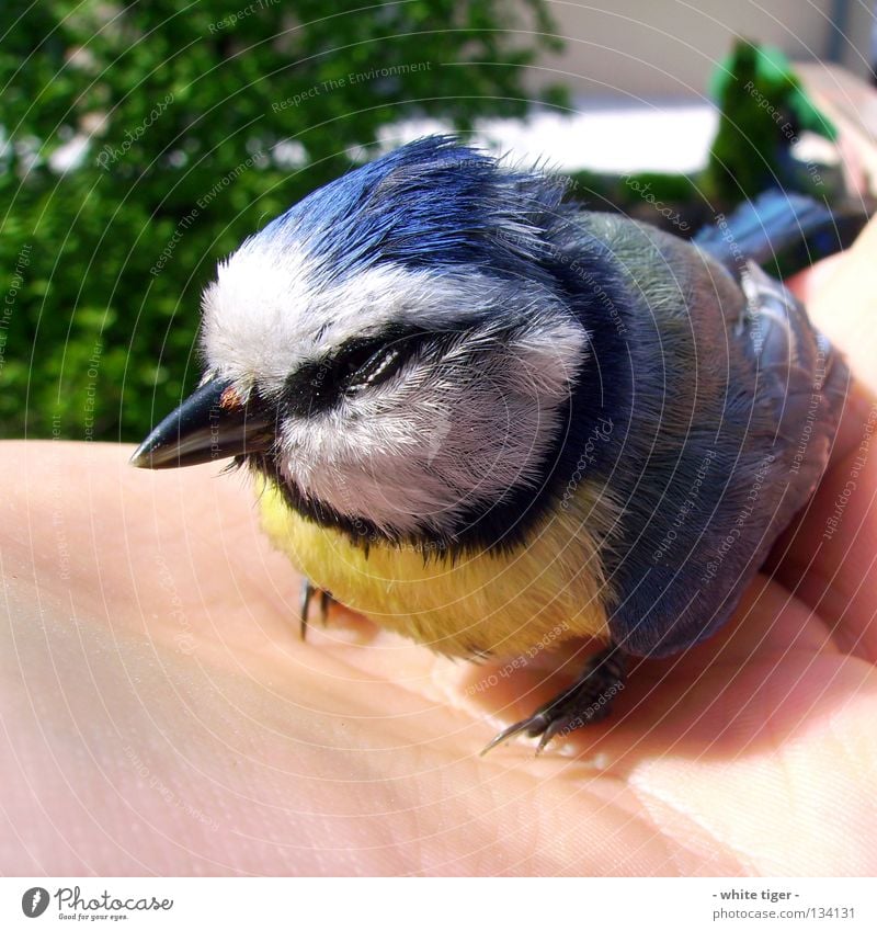 Scheiben-Unfall #3 Haut Hand Finger Natur Tier Vogel klein weich blau gelb schwarz weiß Schutz Geborgenheit Blaumeise Meisen Schnabel Hilfsbedürftig zart Feder