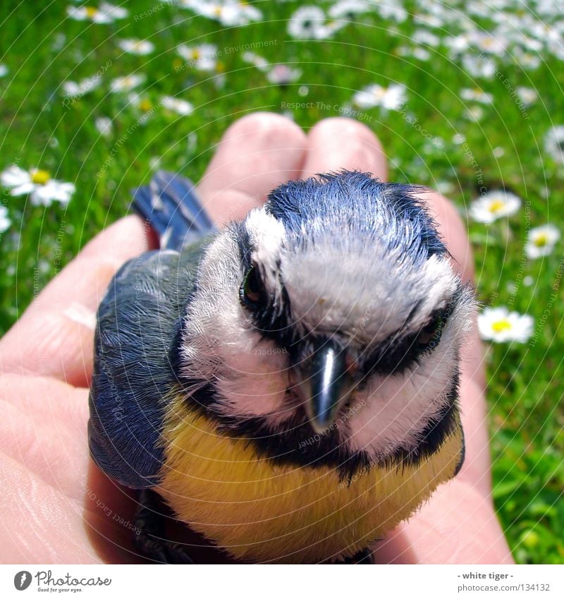 Scheiben-Unfall #4 Haut Hand Finger Natur Tier Gras Vogel klein weich blau gelb schwarz weiß Schutz Geborgenheit Hilfsbereitschaft Blaumeise Meisen Schnabel