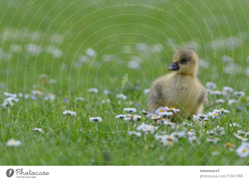 the lonesome Pflanze Tier Blume Blüte Park Wiese Vogel Graugans 1 Tierjunges schön Neugier gelb grün Schutz Liebe Tierliebe weich Gänseblümchen hilflos