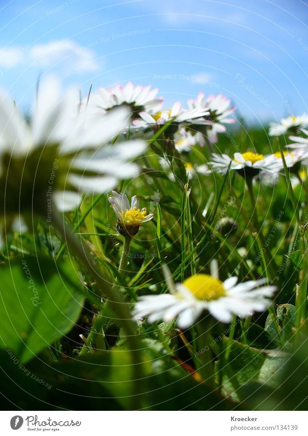 Gänseblümchenwiese schön Leben ruhig Wärme Blume Wiese Wachstum blau grün Frieden Konzentration hell-blau Klee Kleeblatt Blauer Himmel Rasen Gras Klarer Himmel