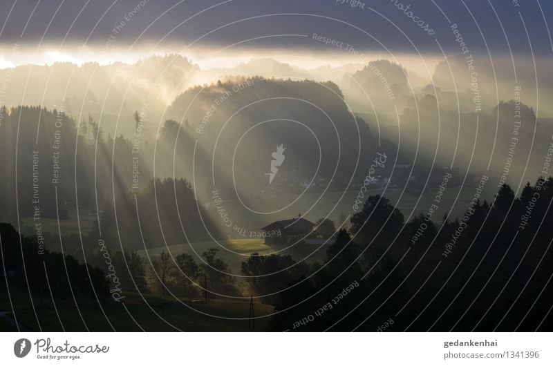 Tagesanbruch Umwelt Natur Landschaft Sonne Sonnenlicht Nebel Wiese Feld Wald atmen leuchten träumen außergewöhnlich Wärme harmonie ruhe Glück Friede Schönheit