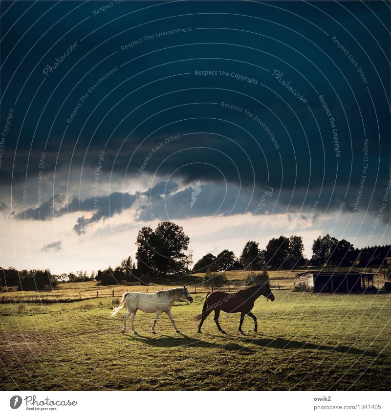 Tandem Umwelt Natur Landschaft Pflanze Tier Luft Himmel Gewitterwolken Horizont Klima Schönes Wetter Baum Gras Weide Pferd 2 Bewegung laufen Stimmung Kraft