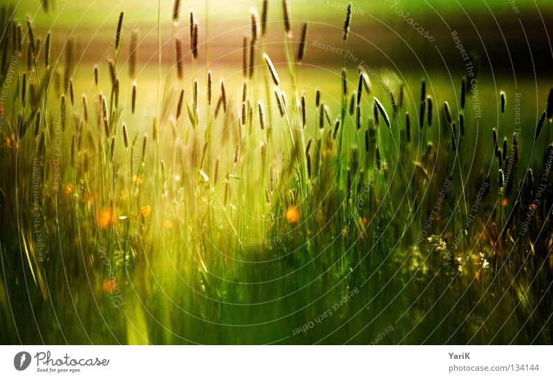 bunter lichtschein Pflanze Wiese Gras Halm Blume Feld Wind Herbst dunkel Abend Nacht Mondschein schwarz Schatten grün braun dunkelgrün unheimlich unheilbringend